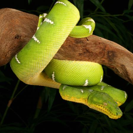 змея, дикая, дикая природа, ветка, зеленый Johnbell - Dreamstime