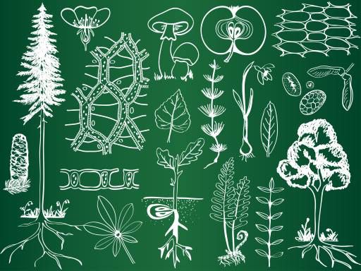зеленый, рисунок, рисунки, дерево, деревья, листья, грибы, яблоки, фрукты Kytalpa