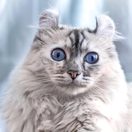 кот, глаза, животные Eugenesergeev - Dreamstime
