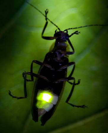 насекомых, животных, диких, диких животных, маленький, лист, зеленый Fireflyphoto - Dreamstime