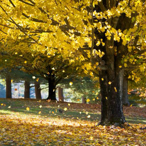 дерево, деревья, осень, листья, желтый Daveallenphoto