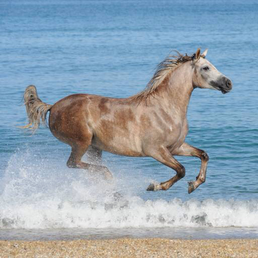 лошадь, вода, море, пляж, животное Regatafly
