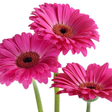 цветы, цветок, розовый, фиолетовый Tatjana Baibakova - Dreamstime