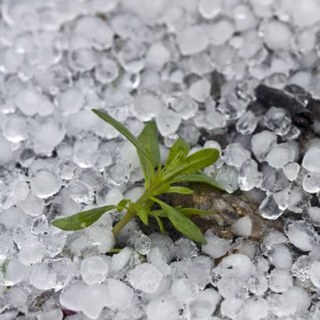 бусы, лед, дождь, цветок, зеленый, завод Dantautan - Dreamstime