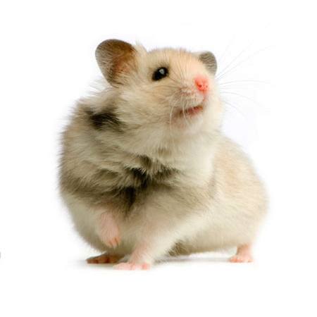 крыса, мышь, животное Isselee - Dreamstime