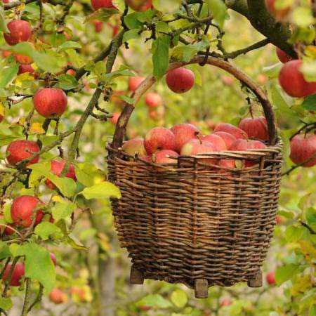 яблоки, корзина, дерево Petr  Cihak - Dreamstime