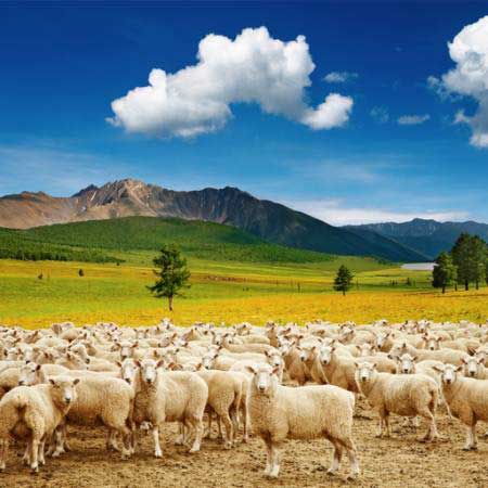 овцы, бараны, природа, горы, небо, облака, стадо Dmitry Pichugin - Dreamstime