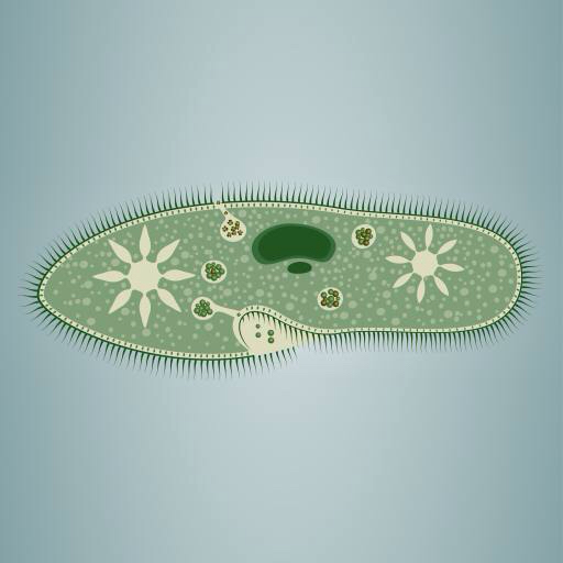 след, водоросли, зеленый, звезда, микроскопические ткани Vladimir Zadvinskii (Vladimiraz)