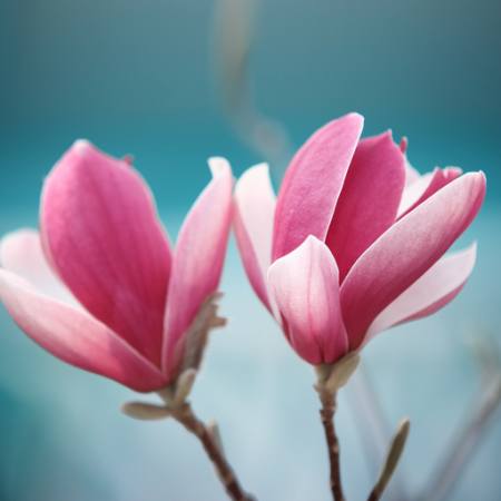 цветок, розовый Sofiaworld - Dreamstime
