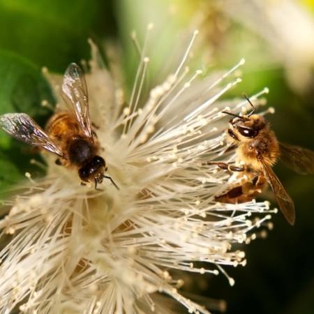 пчелы, природа, пчела, Польша, цветок Sheryl Caston - Dreamstime