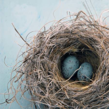 Гнездо, яйцо, птица, синий, дом,  Antaratma Microstock Images © Elena Ray - Dreamstime