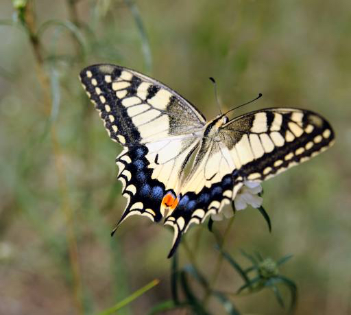 бабочка, насекомое, животное Sergey  Galushko (Galdzer)