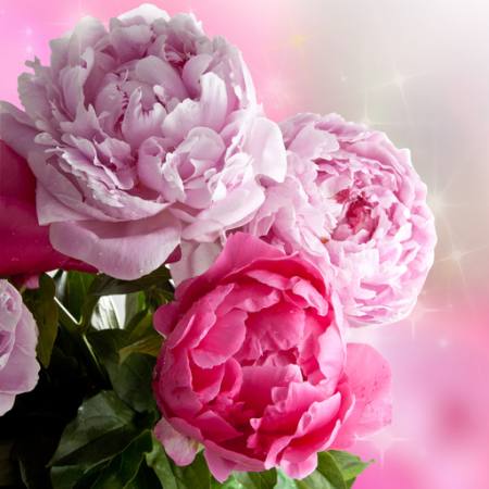 цветок, цветы, сад, роза Piccia Neri - Dreamstime