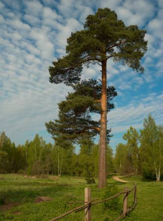 дерево, сад, поле, природа, забор, дорога, зеленый Konstantin Gushcha - Dreamstime