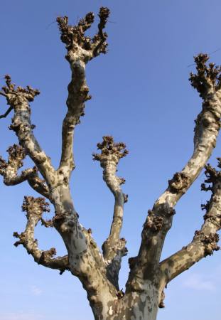 дерево, природа, деревья, небо Bernhard Richter - Dreamstime