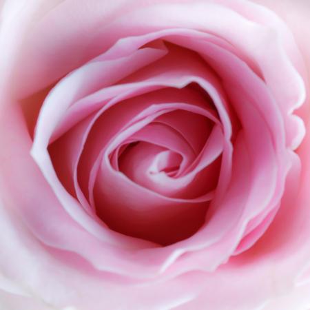 цветок, розовый Misterlez - Dreamstime