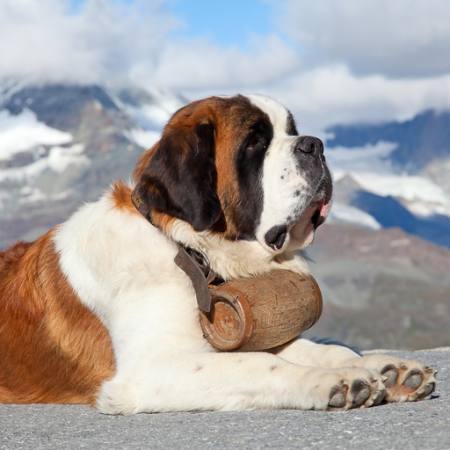 собака, ствол, горная Swisshippo - Dreamstime