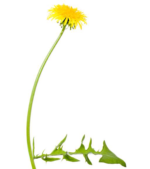 цветок, цветы, одуванчик, зеленый, лист, желтый Chesterf