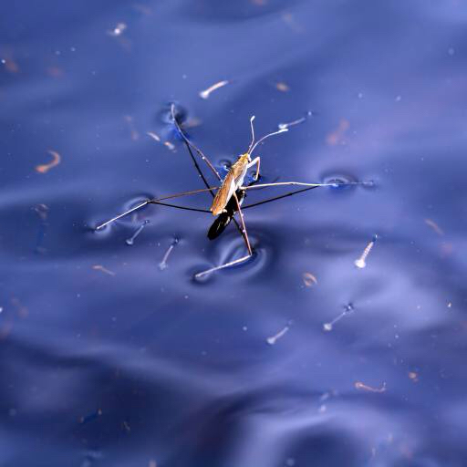 ошибка, насекомое, вода, плавать, синий Sergey Yakovlev (Basel101658)