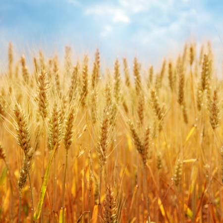 поле, кукуруза, хлеб, желтый Elena Schweitzer - Dreamstime