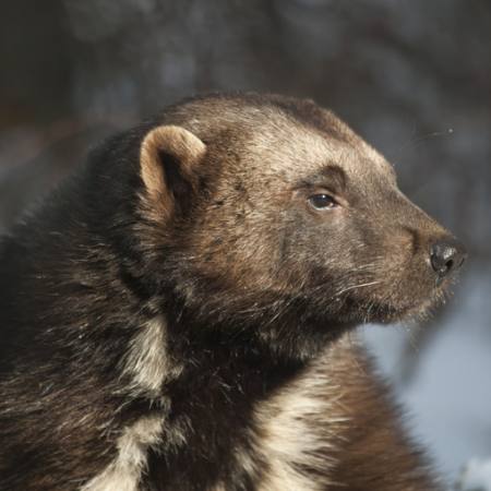 животное, медведь, дикий, дикая природа, меха Moose Henderson - Dreamstime