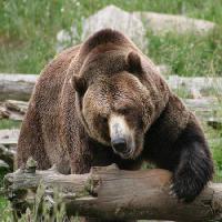 медведь, животное, дикий Richard Parsons - Dreamstime
