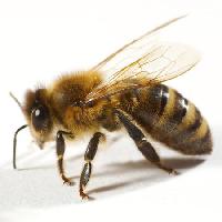 Pixwords изображение с пчела, муха, мед Tomo Jesenicnik - Dreamstime
