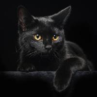 Pixwords изображение с кошка, животное Svetlana Petrova - Dreamstime