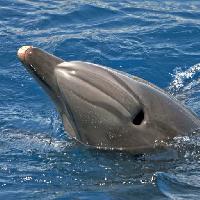 Pixwords изображение с морское животное, дельфин, кит Avslt71
