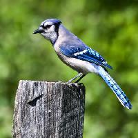 Pixwords изображение с птица, дерево, ствол, синий Wendy Slocum - Dreamstime