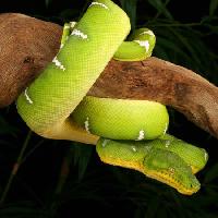 Pixwords изображение с змея, дикая, дикая природа, ветка, зеленый Johnbell - Dreamstime