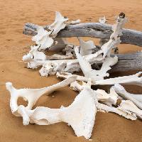 Pixwords изображение с кости, песок, пляж, филиал Zwawol