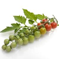 Pixwords изображение с фрукты, овощи, помидоры, помидоры, зеленый, красный, листья, питание Svetlana Foote (Saddako123)