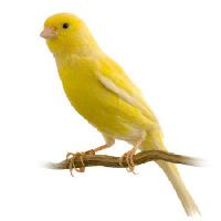 птица, желтый Isselee - Dreamstime