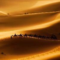 песок, пустыня, верблюды, природа Rcaucino