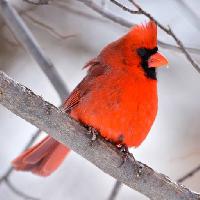 Pixwords изображение с птица, красный, животные, дикие (Markwatts104)