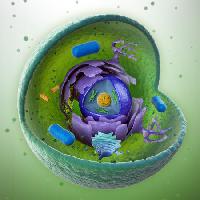 Pixwords изображение с биология, внутри, ядро, объект, насекомых, маленькие, круглые Mopic - Dreamstime