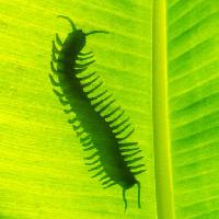 червь, бабочка, зеленый, лист, ноги Mrfiza