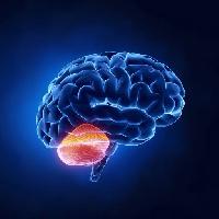 Pixwords изображение с головного мозга, мозжечок, голова, человек, мозг Woodooart
