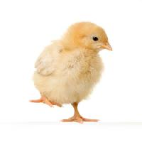 Pixwords изображение с курица, животных, яйцо, желтый Isselee - Dreamstime