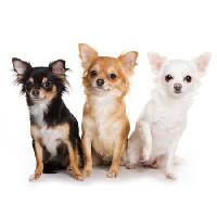 Pixwords изображение с Собаки, собаки, три, животные, животные Anna Utekhina - Dreamstime