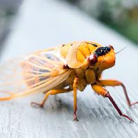 Pixwords изображение с животных, насекомых, желтый, оранжевый, ноги Anne Amphlett (Anicaart)