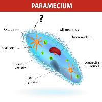 Paramecium, микроядерный Designua