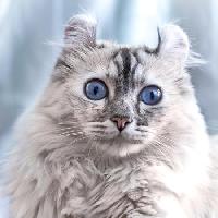 Pixwords изображение с кот, глаза, животные Eugenesergeev - Dreamstime