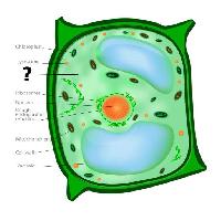 Pixwords изображение с клеток, клеточный, зеленый, оранжевый, хлоропластов, ядро, вакуоли Designua