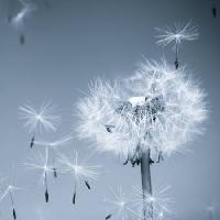 Pixwords изображение с цветок, муха, синий, небо, семена Mouton1980 - Dreamstime