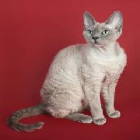 Pixwords изображение с кошка, животное Marta Holka - Dreamstime