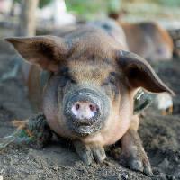 Pixwords изображение с свинья, животное, нос Szefei - Dreamstime