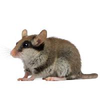 мыши, крысы, животное Isselee - Dreamstime