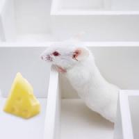 Pixwords изображение с мыши, мыши, сыр, лабиринт Juan Manuel Ordonez - Dreamstime